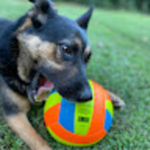 Meet your Posher, Chandler